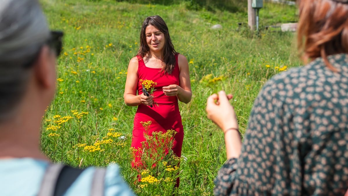 Summer Wild Edible Plants - Vild vandring